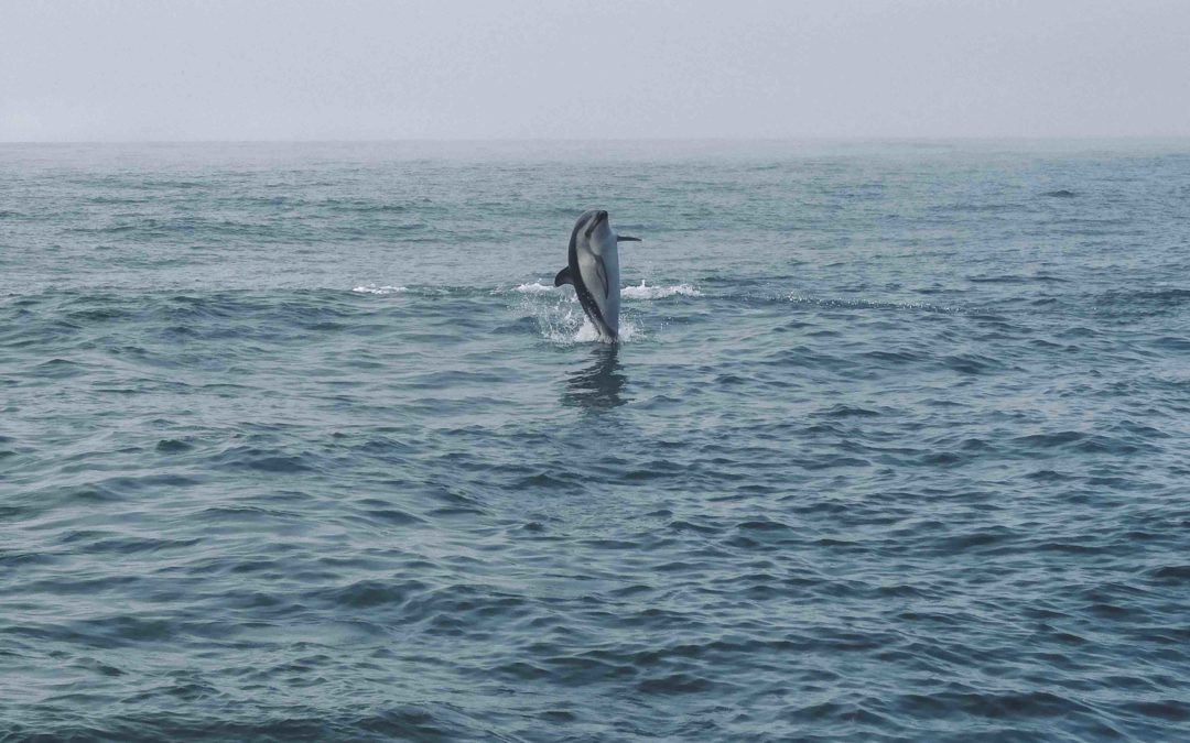 NOUVELLE ZELANDE – Nager avec les dauphins à Kaikoura