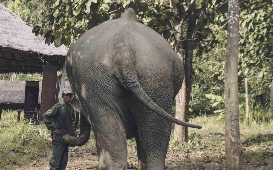 LAOS – Eléphant conservation center